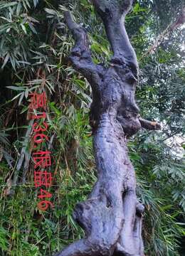刚下山的老桩金弹子,看上来聊
