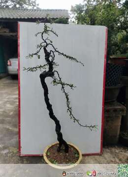 金弹子树桩盆景绍兴野生金弹子付款交易方式