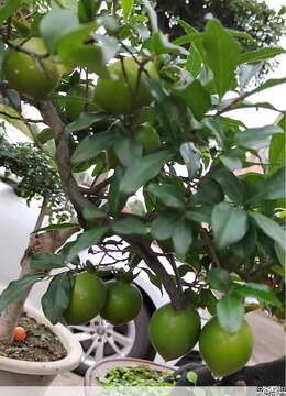 金弹弹盆景怎么养护(详解金弹弹养护技巧)