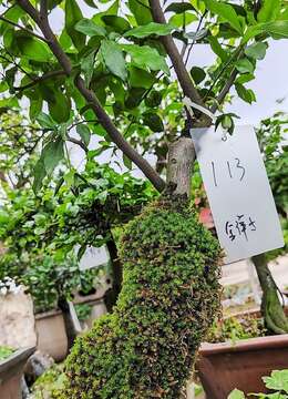 青苔113号金弹子树桩盆景小品,福建小品老桩金弹子价格