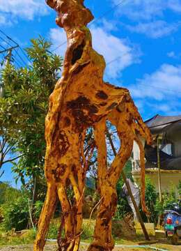 金弹子树桩盆景の岭南派金弹子地景↗