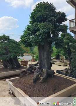 漂亮全冠大金弹子,别墅庭院首选。