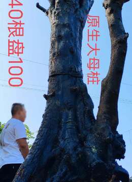 刚刚下山2颗漂亮大桩，原生大母桩，别墅庭院首选，霸气十足