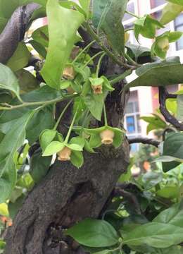 春天,金弹子也开花了,看看我家的金弹子花都有哪些