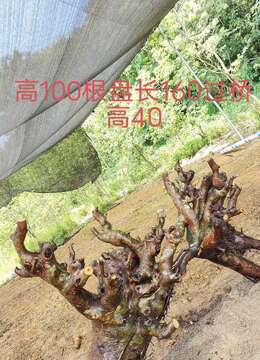 漂亮小叶榆树,过桥丛林。矮霸大丛林,有喜欢赶紧下单