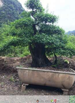 全冠年功大熟桩原生挂果金弹子,别墅庭院首选。有喜欢赶紧下单