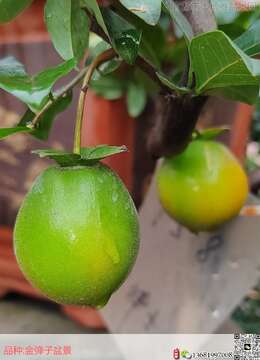 怎样养护老鸦柿