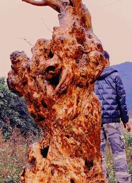 漂亮紫薇喜欢的联系