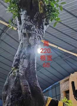 漂亮大熟桩金弹子,大母桩,有喜欢赶紧下单