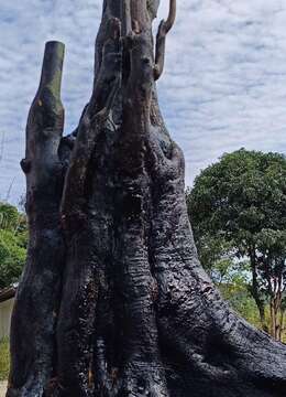 金弹子树桩盆景金弹子⊙保定金弹子怪桩