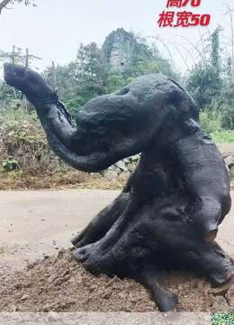 金弹子生桩金弹子←上海金弹子盆景