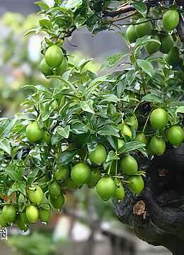 青绿色的金弹子果实欣赏