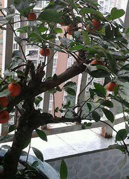 金弹子嫁接心得分享