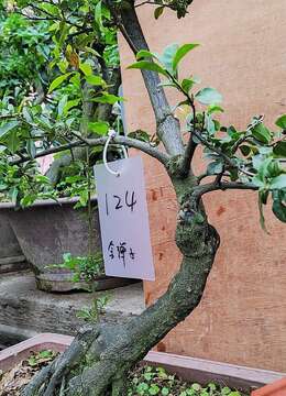 抖音金弹子124号露根小斜杆金弹子抖音发布金弹子盆景