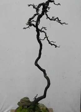 【转】左世新金弹子盆景欣赏与盆景美学之我谈1:自由