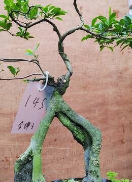 金弹子145号人字提根造型金弹子品种花生果金弹子