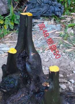 金弹子盆景川派金弹子