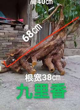 金弹子树桩盆景金弹子安全交易方法