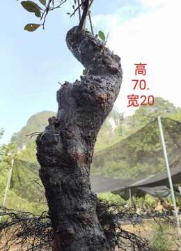 漂亮熟桩金弹子,有喜欢赶紧下单