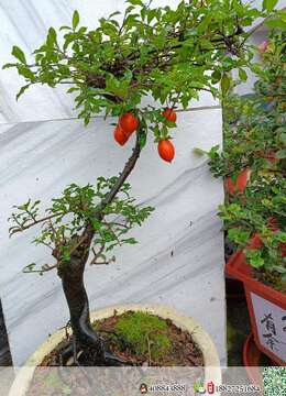 金弹子老桩徽派金弹子买卖价格