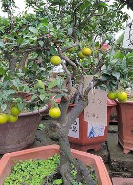老鸦柿 盆景素材佳丽