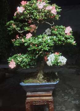 金弹子盆景价格金弹子如何运输