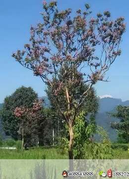 米经19公分,分枝2.3,总高度约6米