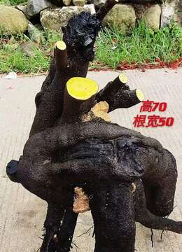 金弹子盆景◆苏派挂果金弹子↘