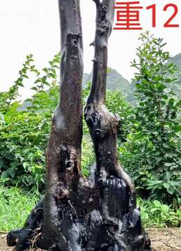 挂果金弹子金弹子海派