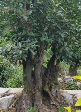 金弹子老桩金弹子安全交易方法