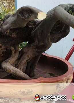 金弹子盆景宁波金弹子老桩实物图片