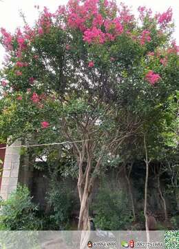 金弹子盆景价格曲杆金弹子