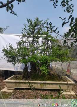 辣椒血红盆景金弹子