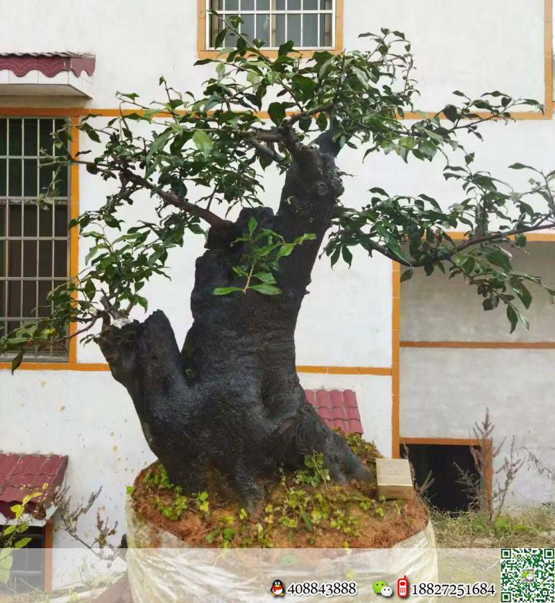 金弹子原生母，基粗39，高102